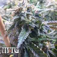 MTG Seeds C.B. Diesel 1